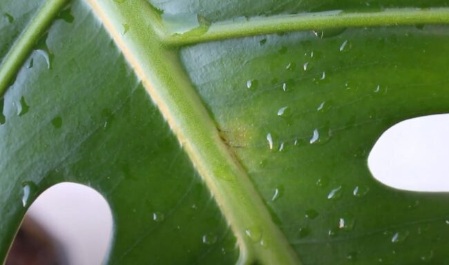 how to treat thrips on monstera