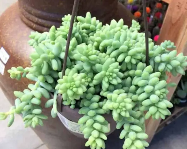 how to water donkey tail plant