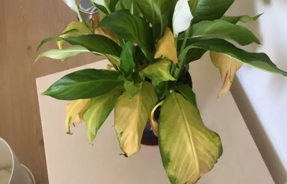 leaves turning yellow on peace lily