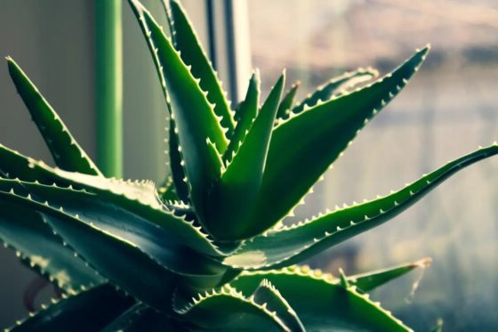 plants that look like aloe vera