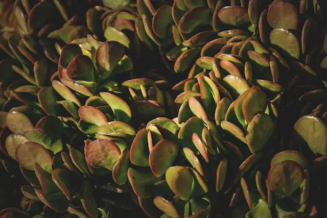 plants with waxy leaves