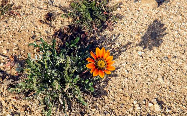 sharp sand for garden drainage