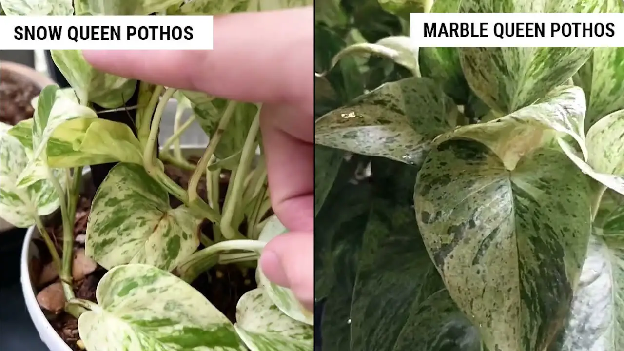 snow queen vs marble queen pothos