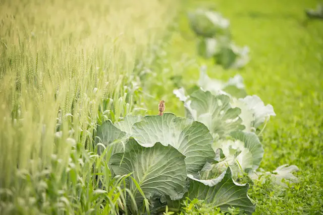 how to start a vegetable garden