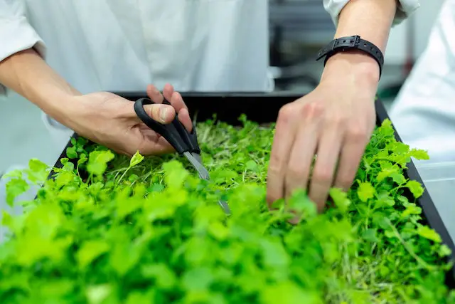 what herbs can be planted together