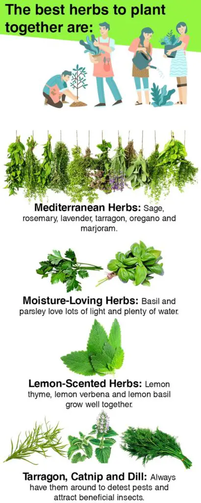 perfect-pairings-herbs-to-plant-together-for-thriving-gardens-seeds