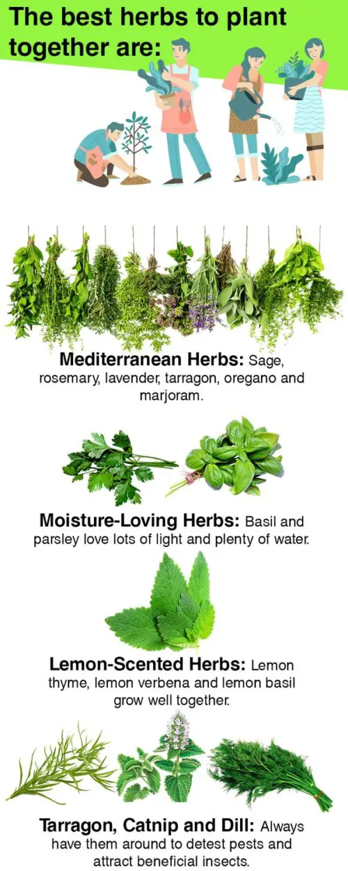 what herbs can you plant together