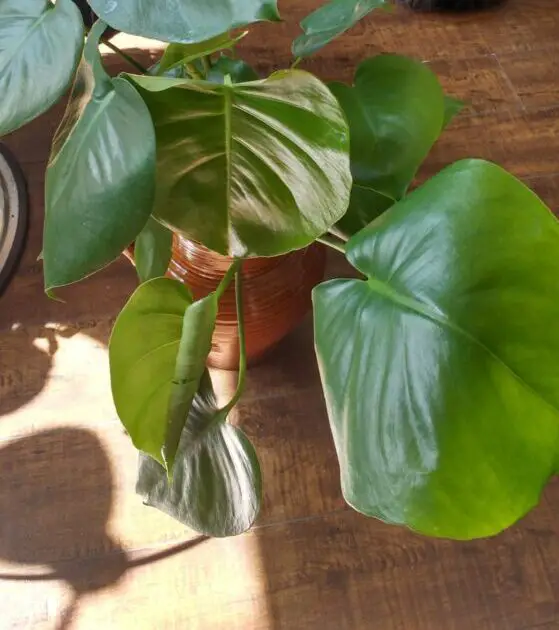 when do monstera leaves start to split