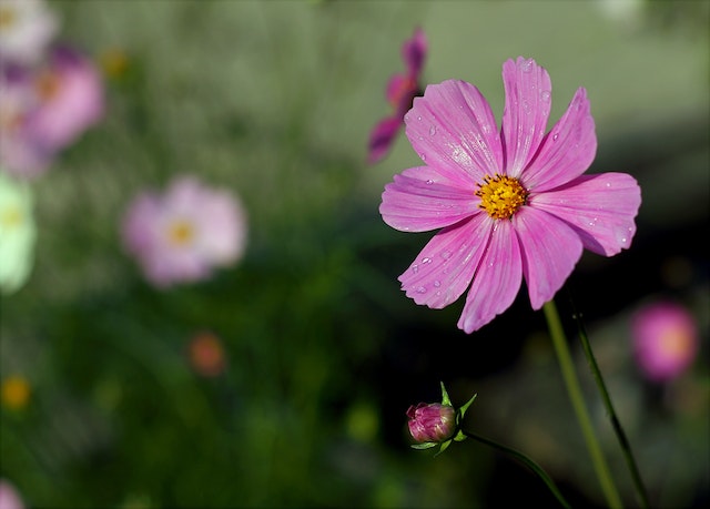 why are my cosmos not blooming