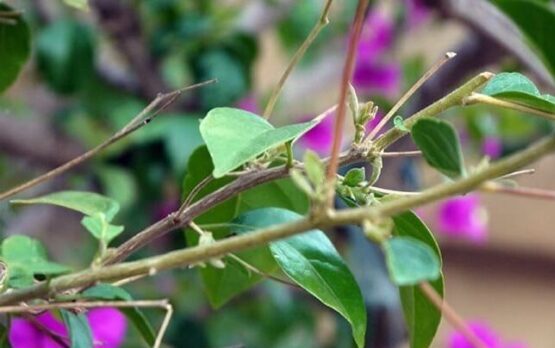 why is my bougainvillea losing leaves