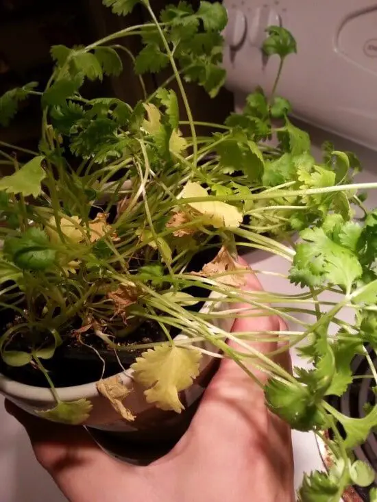 why is my cilantro turning yellow