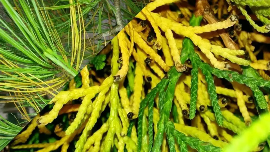 Why Is My Evergreen Arborvitae Turning Yellow? Exploring Causes And