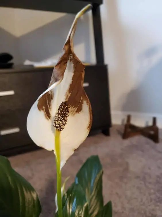 how to repot peace lily