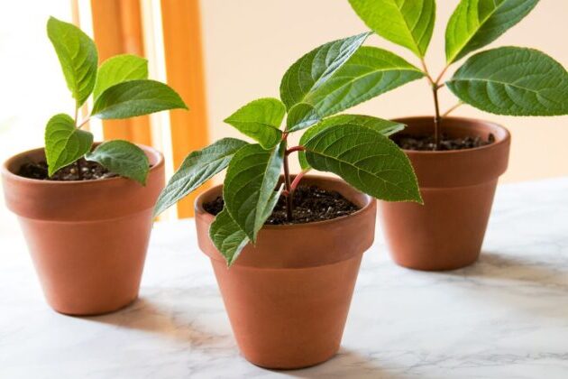 3 steps to managing your indoor plants soil