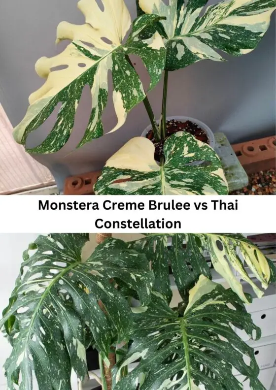 Monstera Creme Brulee vs Thai Constellation