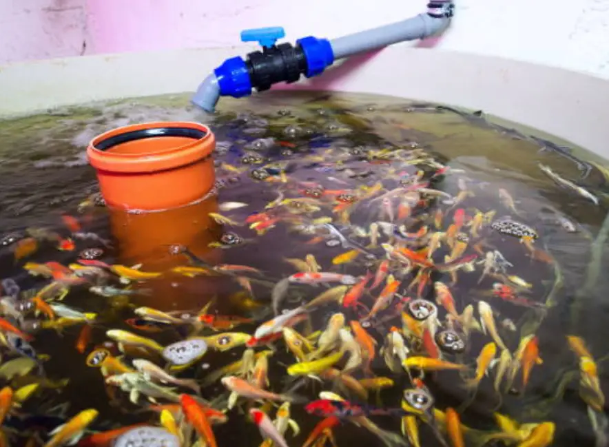 what is the difference between aquaponics and polyaquaculture