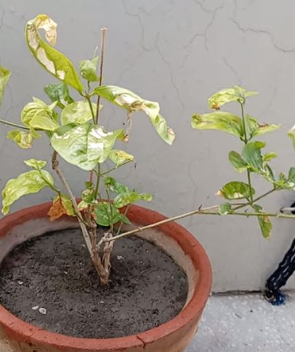 jasmine plant leaves curling