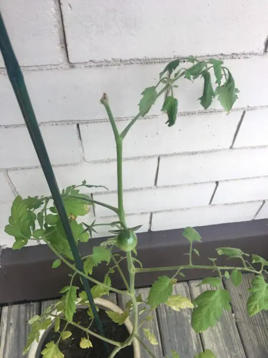 accidentally cut top of tomato plant