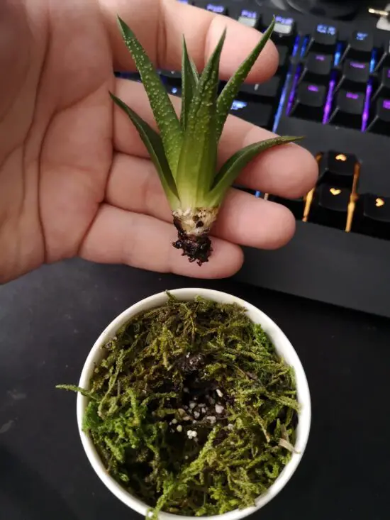 accidentally ripped plant roots