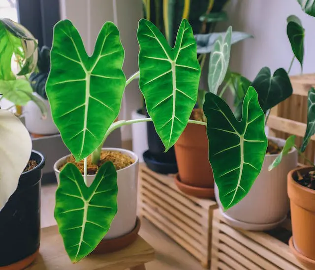 alocasia wentii the newest plant trend youll be obsessed with