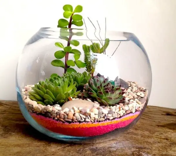 are succulents good for terrariums