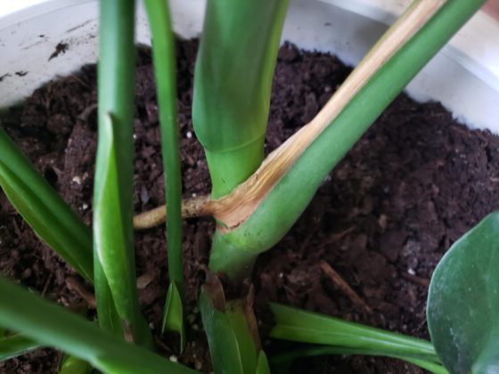 brown on monstera stem