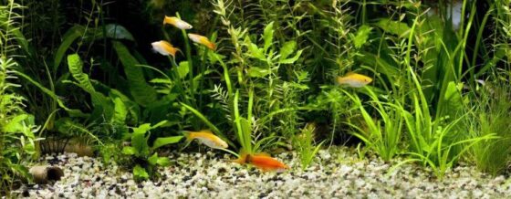 can dying aquarium plants kill fish