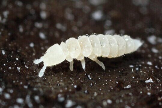 can springtails get out of terrarium