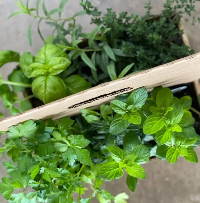 can you plant lemon balm and cilantro together