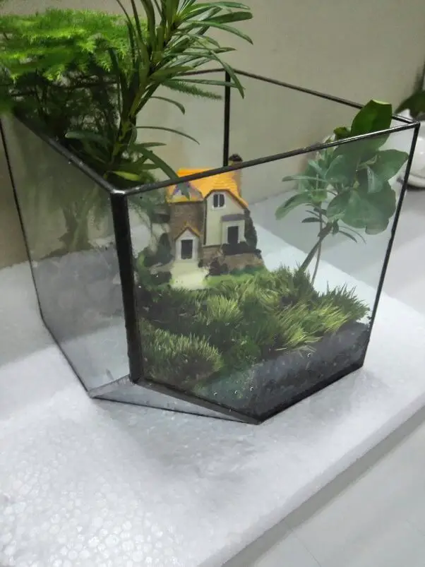 can you use moss from outside for terrarium