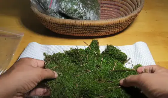 how to clean moss for terrarium