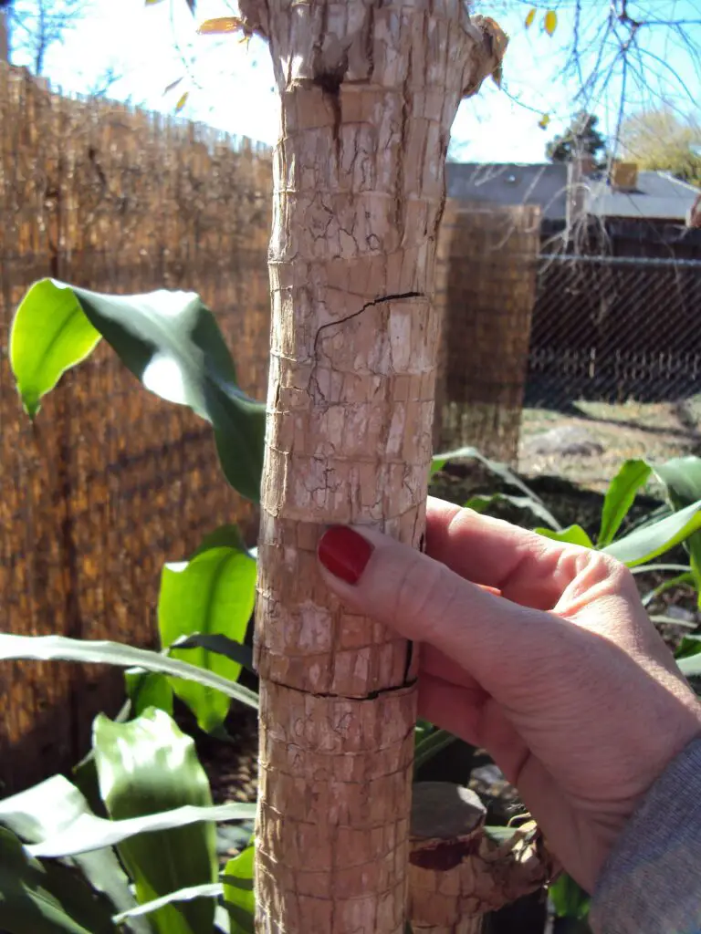 exploring-the-fascinating-corn-plant-stalk-with-no-leaves-seeds-to