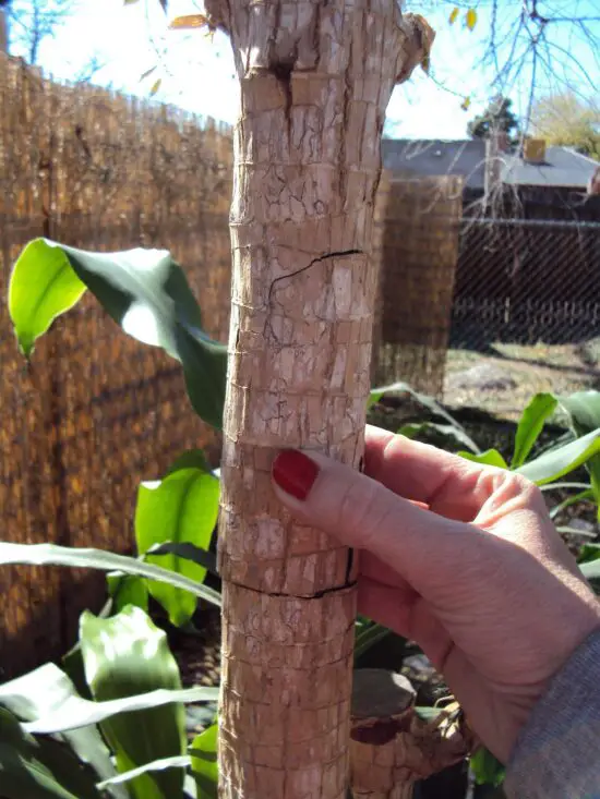 Exploring The Fascinating Corn Plant Stalk With No Leaves - Seeds to ...