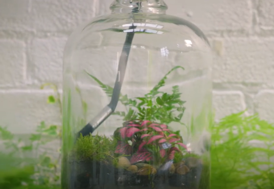 how to make a terrarium with air plants