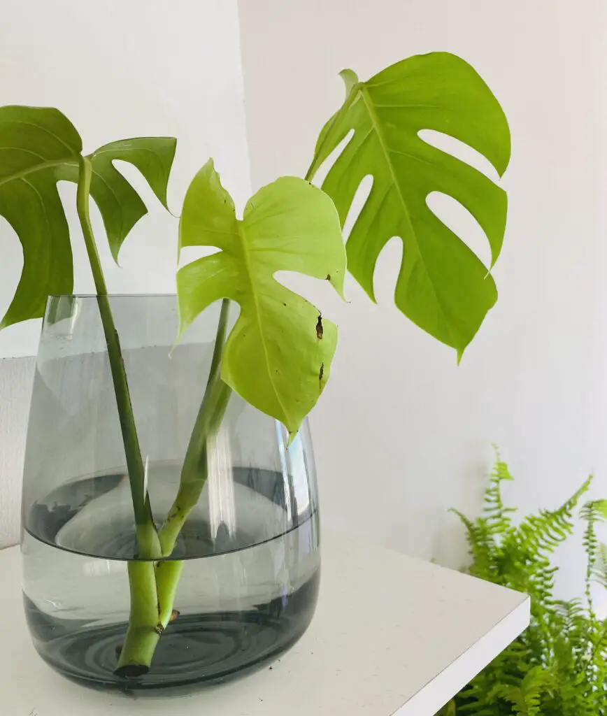 do-monstera-leaves-grow-bigger-after-unfurling-seeds-to-seedlings