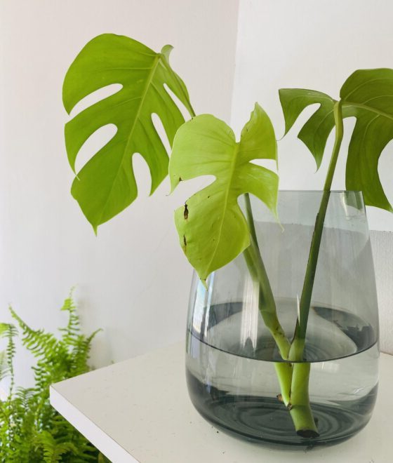 do monstera leaves grow bigger after unfurling