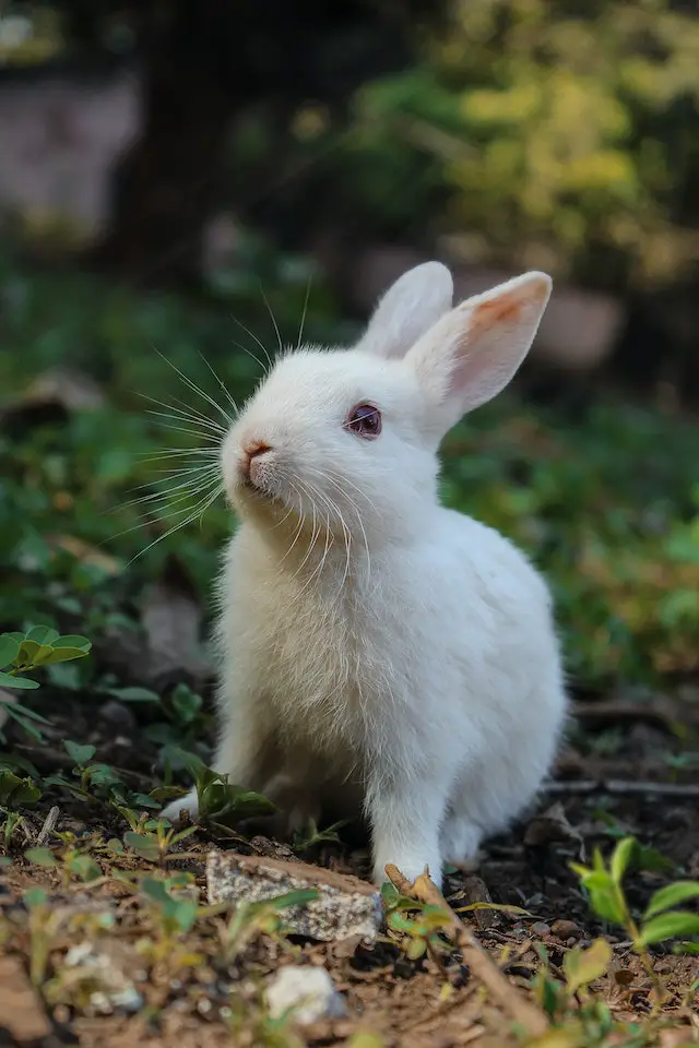 do rabbits eat dahlia plants