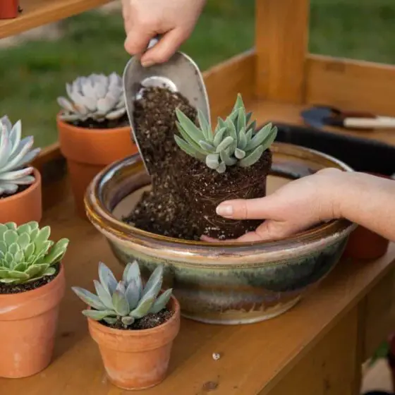 do you water after repotting