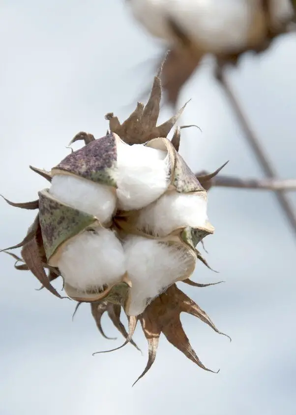 does cotton plants have thorns