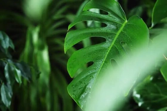 can monstera live outside