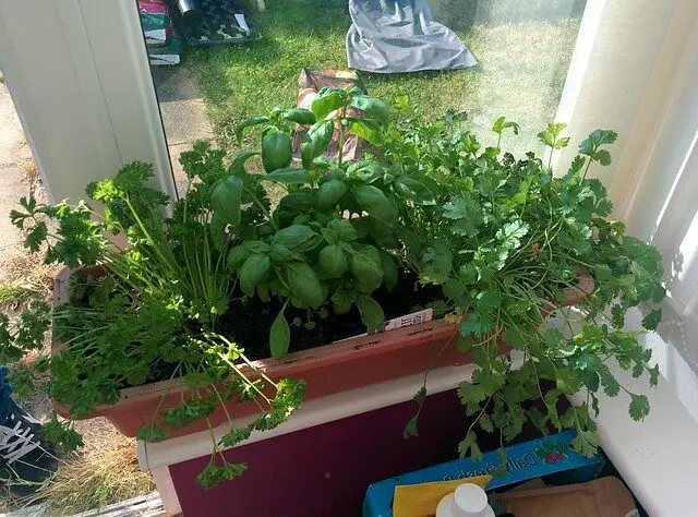 gardening in an apartment without a balcony