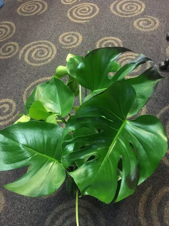 how cold can monstera tolerate