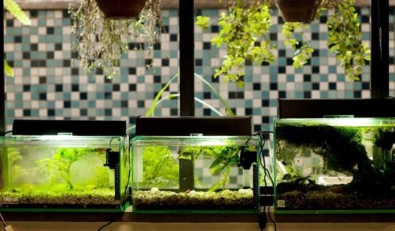 how long to quarantine aquarium plants