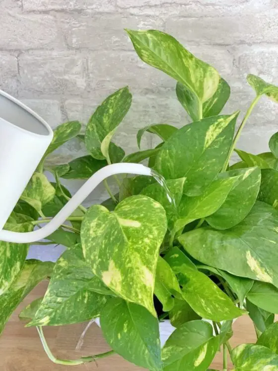 how often to water pothos