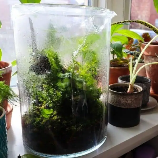 how often to water terrarium