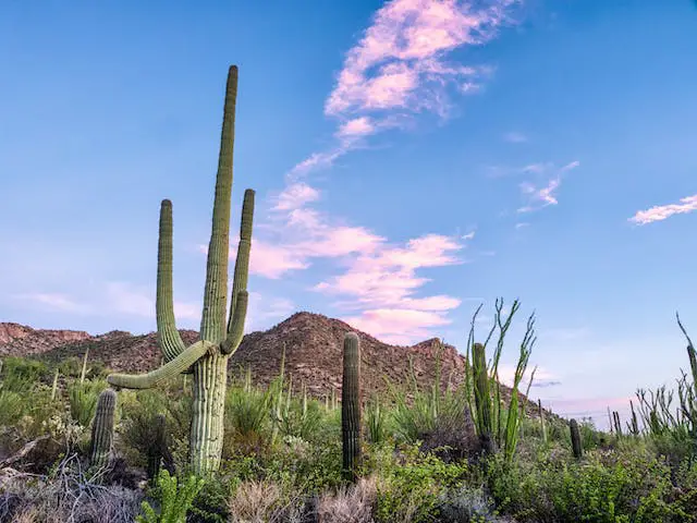 how to care for a blue torch cactus