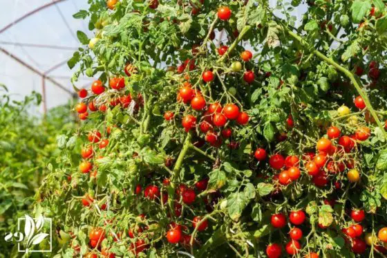 how to care for husky cherry red tomato