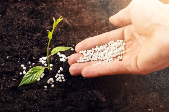 how to choose fertilizer