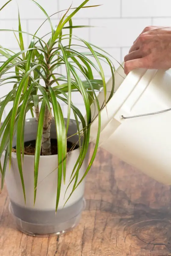 how to fertilize dracaena