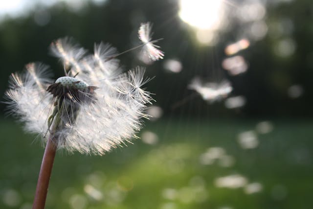 how to get rid of dandelions naturally and permanently